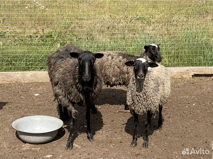 Овцы, ягнята Романовской породы