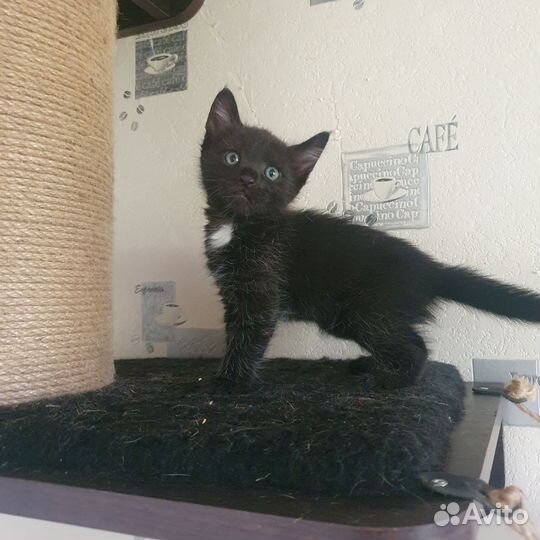 Котята от бомбейской кошки