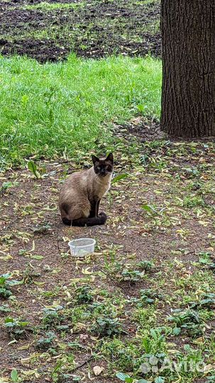 Тайские котята