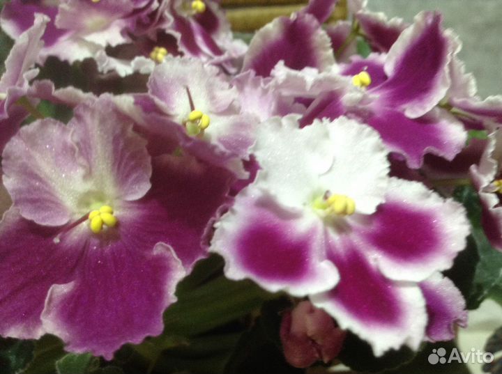 Продается сортовая фиалка