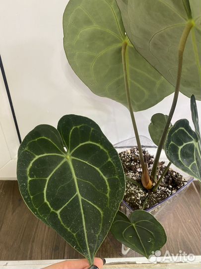 Антуриум кларинервиум