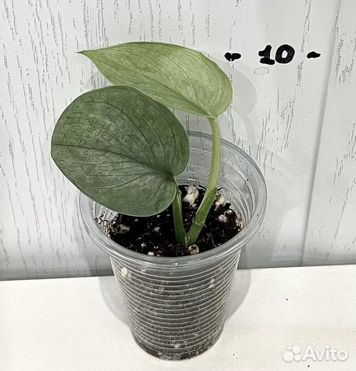 Сциндапсус Сильвер хиро