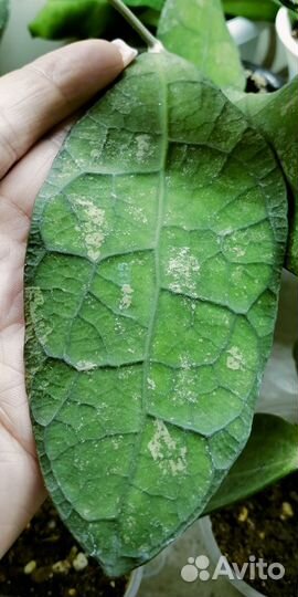 Хойя Лата Искандер и др