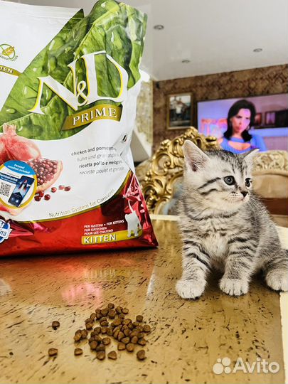 Вислоухие котята