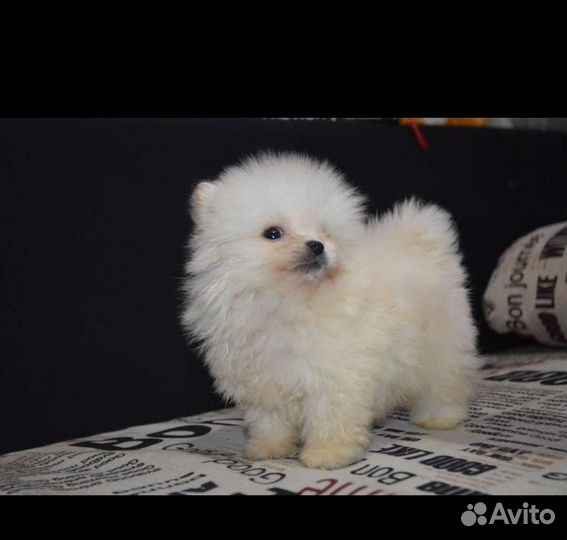 Щенки померанского шпица медвежьего типа