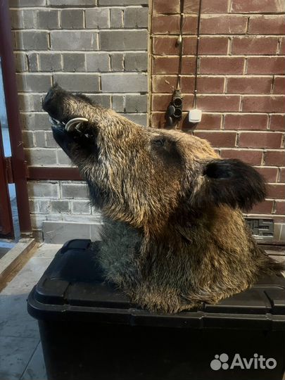 Чучело головы кабана