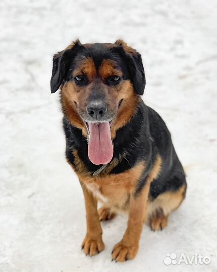 Собака в добрые руки