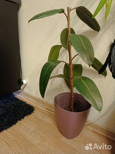 Фикус каучуконосный
