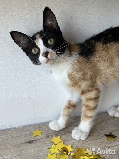 Котята в добрые руки трёхцветные