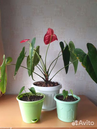 Антуриум красный