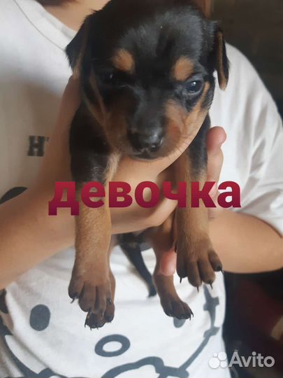 Щенки русский той-терьер