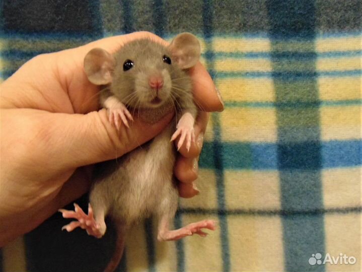Крысы, крысята дамбо - питомник, клетки