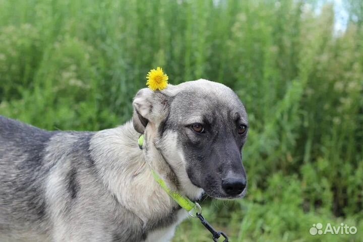 Нежная и скромная собака ждет хозяев в приюте