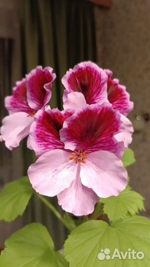 Пеларгония герань цветущая королевская