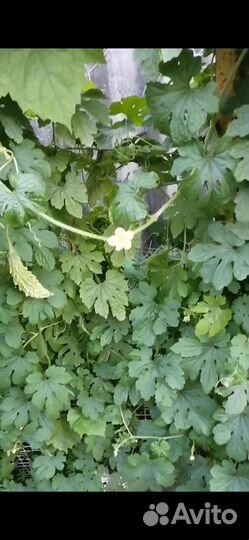 Очень красивое растение с цветочками