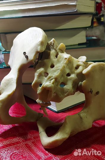 Медицина учёба кость