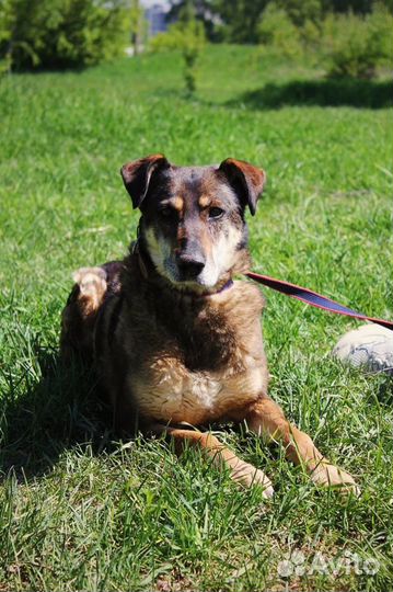 Магда - Спокойная и ласковая собака осталась одна