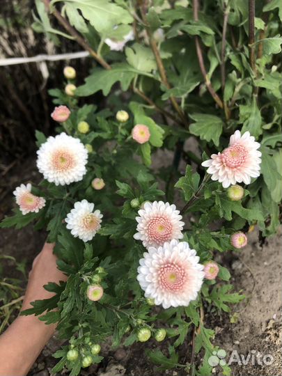 Хризантема