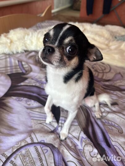 Вязка кобель чихуахуа мини