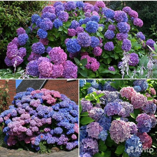 Гортензия крупнолистная Bouquet Rose (Букет Роуз)