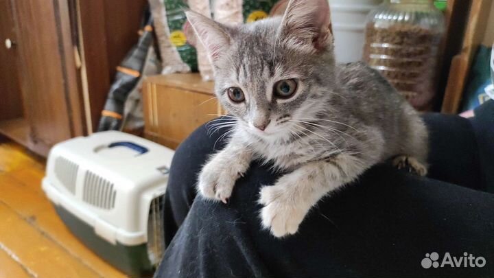 Котята