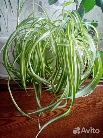 Хлорофитум 2 вида