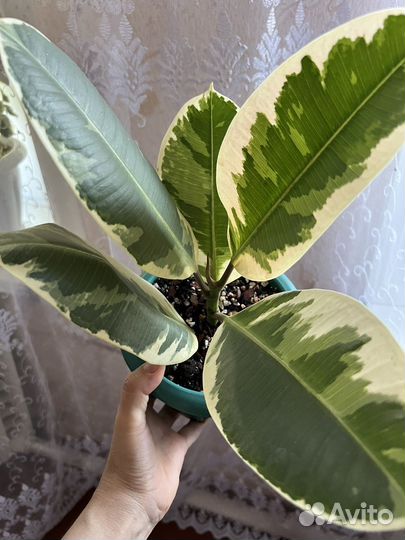 Фикус Тинеке и Фикус Бенгальский(Одри)