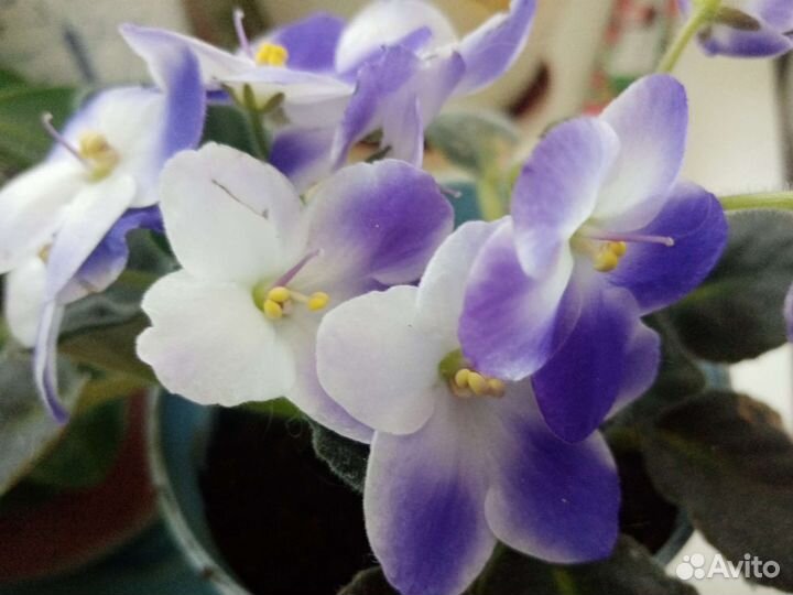 Фиалка Valeska Blue