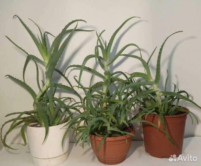 Алоэ древовидное (столетник)