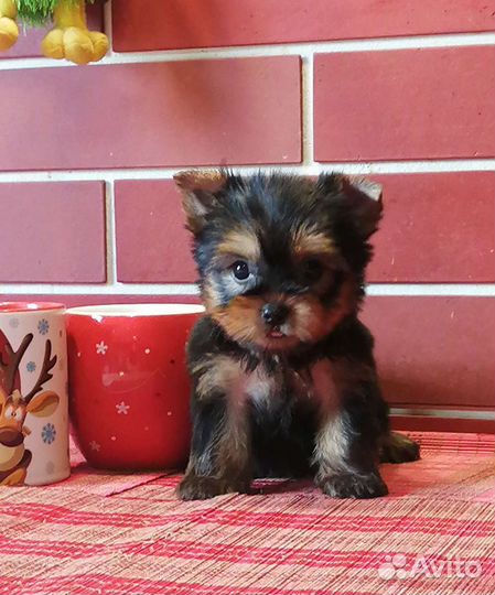 Йоркширский терьер щенки