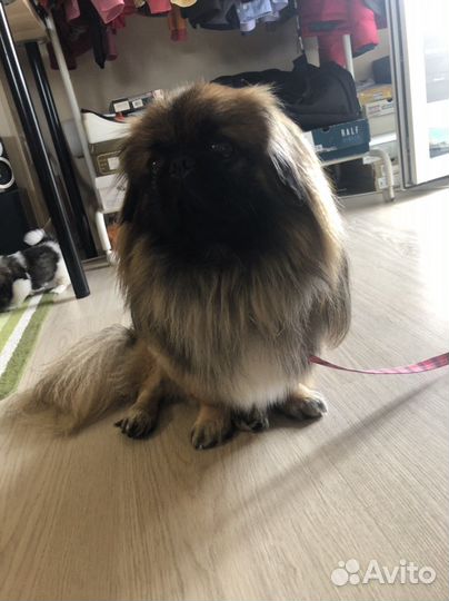 Вязка пекинес