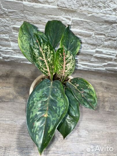 Аглаонема Black Karat