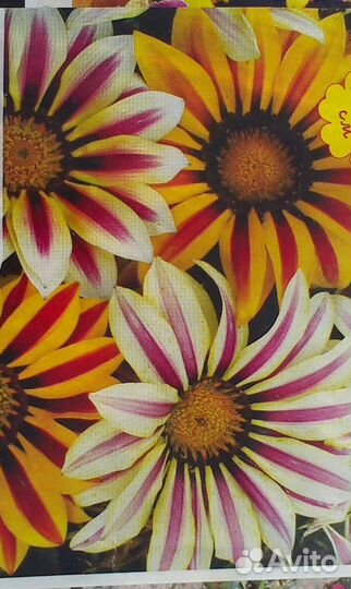 Цветы. Рассада