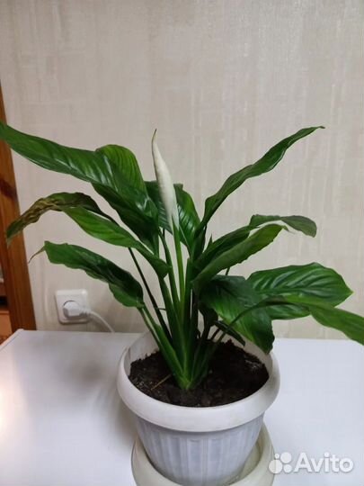 Цветы комнатные