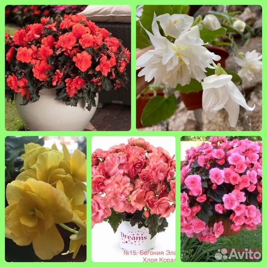 Комнатные растения