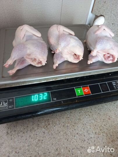 Мясо перепела