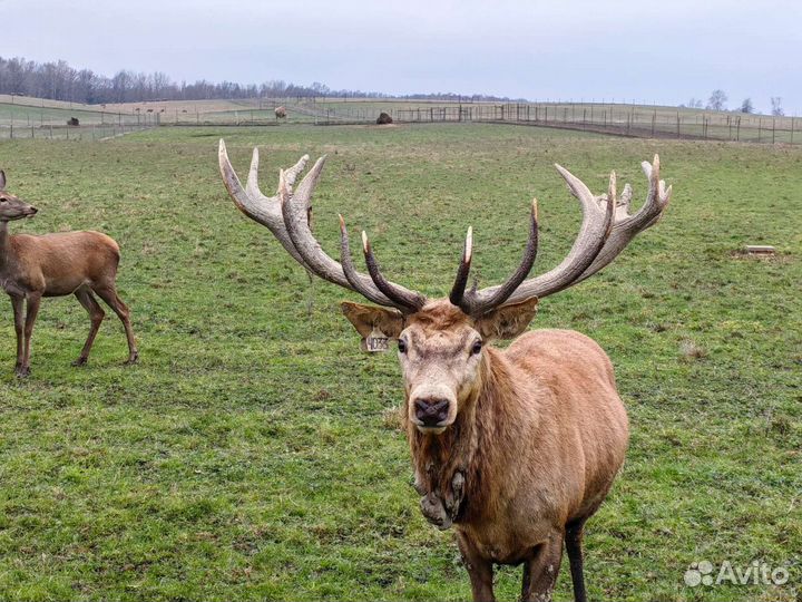 Олень европейский благородный