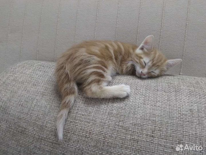 Котята 1,5 мес