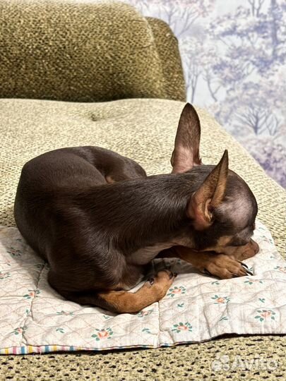 Мини той-терьер вязка