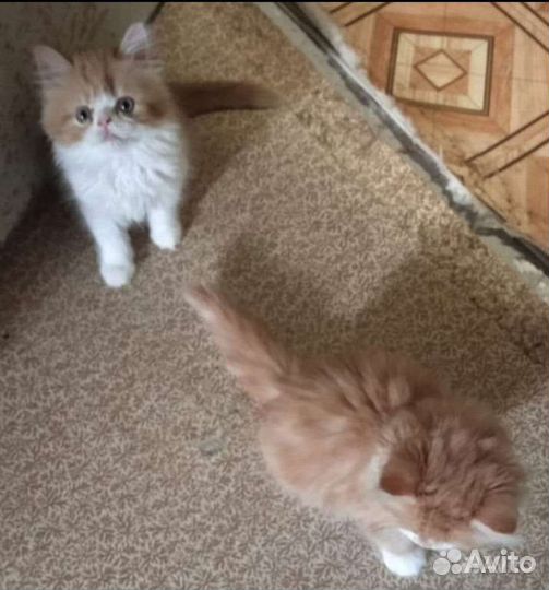 Персидская