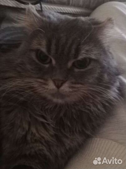 Кот в добрые руки