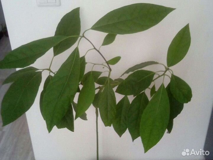 Авокадо,и другие растения Или обмен на продукты