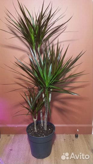 Декоративнолиственные растения