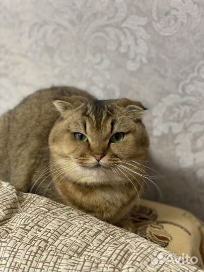 Шотладская шиншила. Вязка