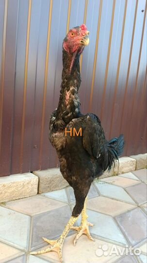 Курица и петух