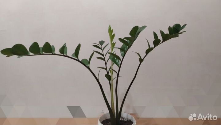 Замиокулькас