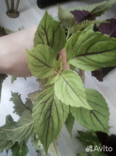 Комнатные цветы