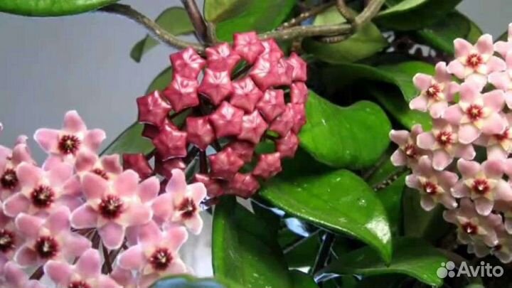 Хойи хлоранта, карноза