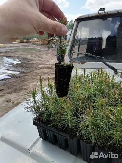 Зкс сосна для лесовостановления