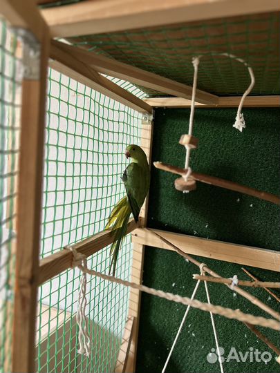 Ожереловый попугай